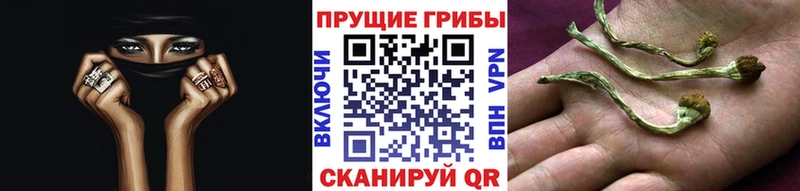 купить наркоту  darknet состав  Галлюциногенные грибы Magic Shrooms  Чадан 