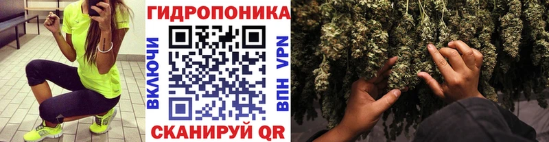 Канабис OG Kush Чадан